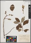 Foto von Salix caprea L.